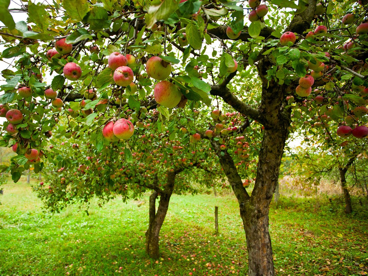 Fruit Trees