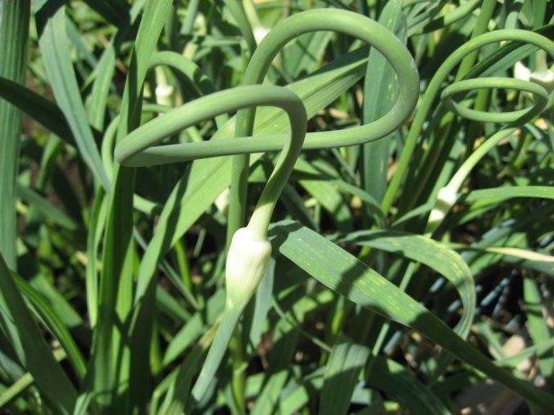 Garlic-Scape-Soon-to-Bloom